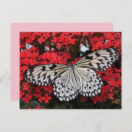 vlindervleugels briefkaart (Voorkant / Achterkant)