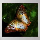 vlindervlinder poster (Voorkant)