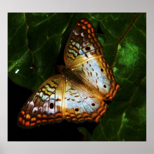 vlindervlinder poster (Voorkant)