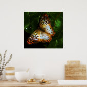 vlindervlinder poster (Keuken)