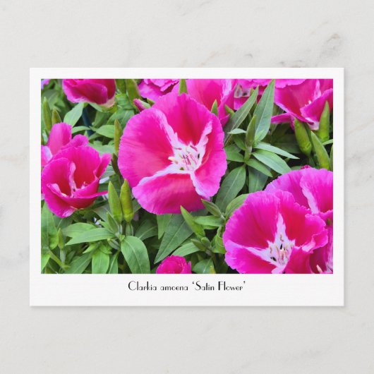 Vloeibaar Briefkaart voor de slacht of voor de str (Voorkant)