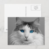 Vloeibaar grijs en wit blauw-geoogte kat briefkaart (Voorkant / Achterkant)