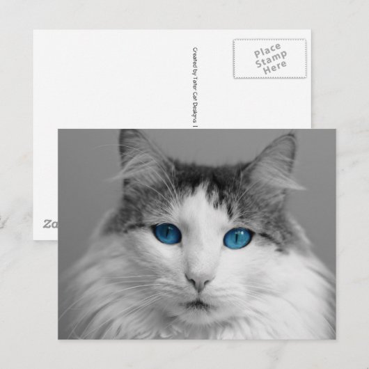 Vloeibaar grijs en wit blauw-geoogte kat briefkaart (Voorkant / Achterkant)