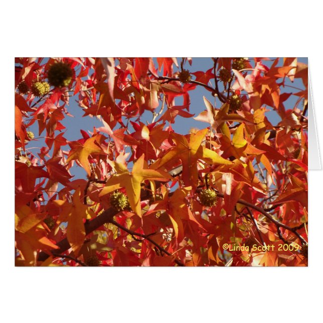 Vloeibare amberbladeren (Voorkant Horizontaal)