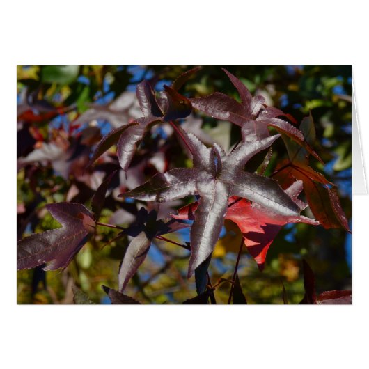 Vloeibare Amberbladeren in de herfst (Voorkant Horizontaal)