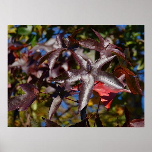 Vloeibare Amberbladeren in de herfst Poster (Voorkant)