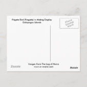 Vloeibare vogel (Fragata) in galapagos met parings Briefkaart (Achterkant)