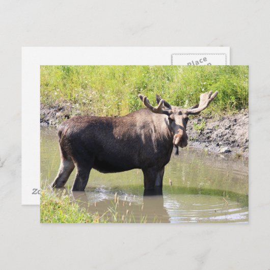 vloeiend briefkaart (Voorkant / Achterkant)