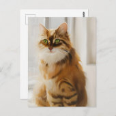 Vloeiend gemberkat in het venster briefkaart (Voorkant / Achterkant)