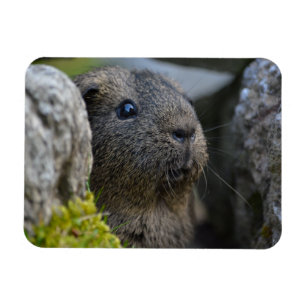 Vloeiend, Shorthair, Lemon Agouti Guinea Pig. in R Magneet