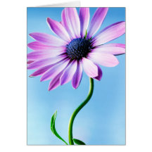 Vloeiende bloemen van Paarse en Blauwe Daisy