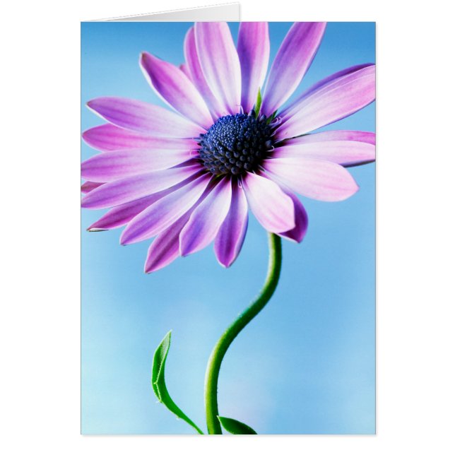 Vloeiende bloemen van Paarse en Blauwe Daisy (Voorkant)