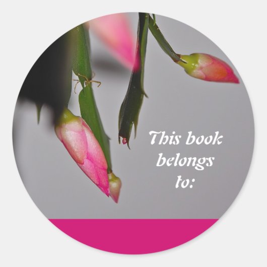 Vloeiende kerstbloem met Cactus Ronde Sticker (Voorkant)