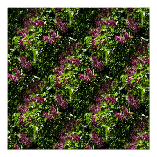 Vloeiende Lilacs...... Poster (Voorkant)