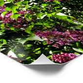 Vloeiende Lilacs...... Poster (Hoek)