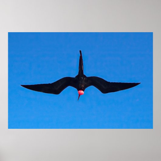 Vloeiende vogel uit onderstaande poster (Voorkant)