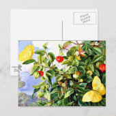 Vloeiing, bloemen en vruchten van de Pitanga-Jamai Briefkaart (Voorkant / Achterkant)