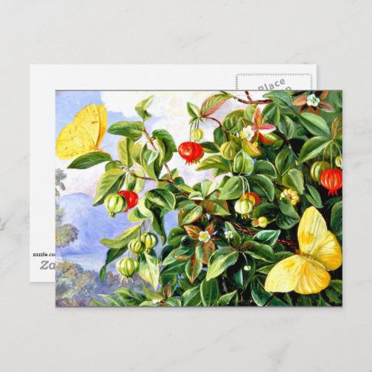 Vloeiing, bloemen en vruchten van de Pitanga-Jamai Briefkaart (Voorkant / Achterkant)