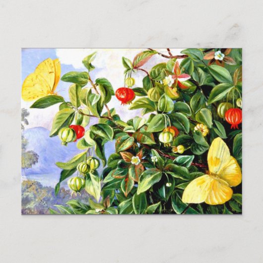 Vloeiing, bloemen en vruchten van de Pitanga-Jamai Briefkaart (Voorkant)