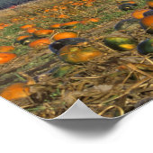 Vloeiingspluier van Flathead Valley Montana Poster (Hoek)