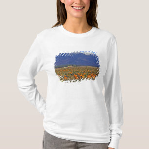 Vloeiingspluier van Flathead Valley Montana T-shirt