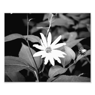 Vloer B&W Foto Afdruk