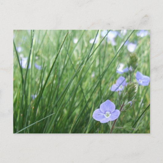 VloerbeemdBriefkaart Briefkaart (Voorkant)