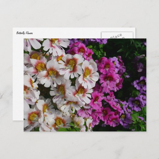 Vloerbeugels Witte roze en Paarse vlinder Briefkaart (Voorkant / Achterkant)