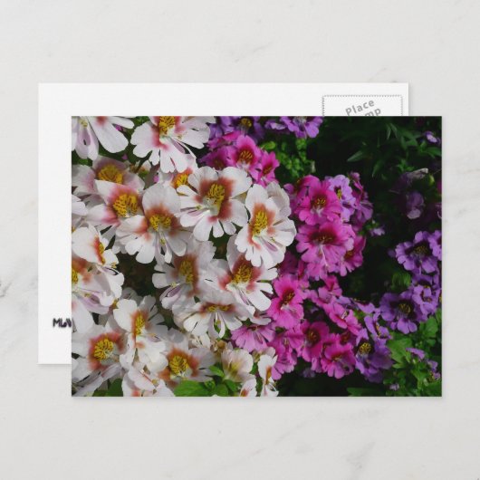 Vloerbeugels Witte roze en Paarse vlinder Briefkaart (Voorkant / Achterkant)