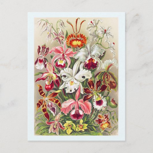 Vloerbloem met botanische Briefkaart (Voorkant)