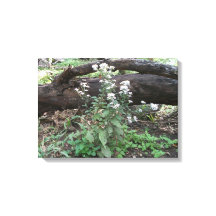 Vloerbloemen en Afdruk met rooster