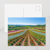 Vloertuin | Shikisai No Oka Flower Boerderij Briefkaart (Voorkant / Achterkant)