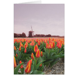 Vloerveld en windmolen van Tulp