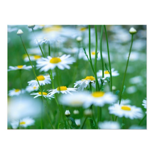 Vloerveld Foto Afdruk (Voorkant)