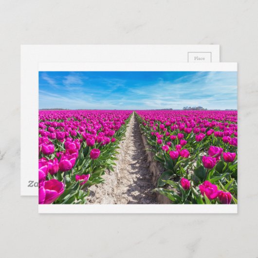 Vloerveld met paarse tulpen en pad briefkaart (Voorkant / Achterkant)