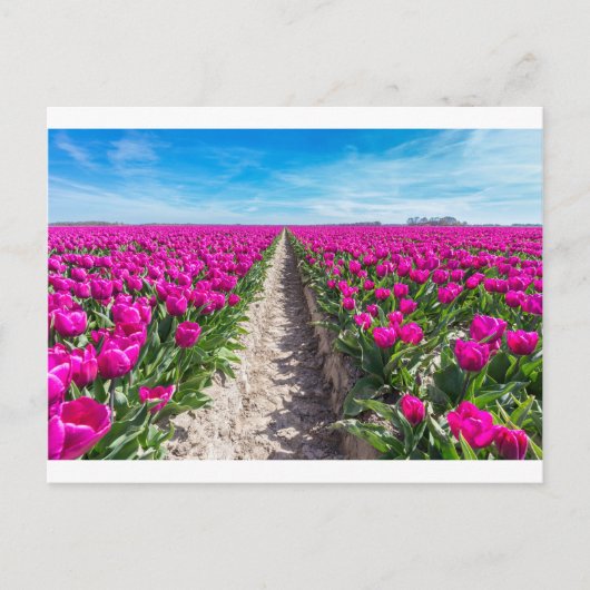 Vloerveld met paarse tulpen en pad briefkaart (Voorkant)