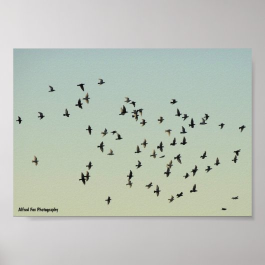 Vlucht van de Duiven Poster (Voorkant)