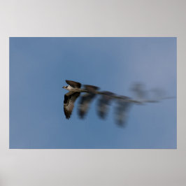 Vlucht van de Osprey Poster
