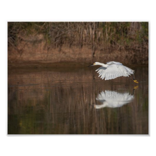 Vlucht van de Snowy Egret Foto Afdruk (Voorkant)