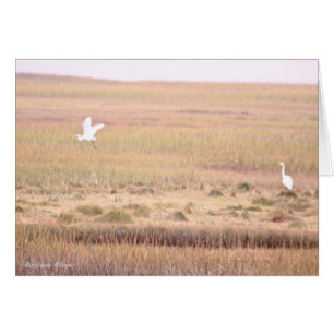 Vluchteling Parker River Wildlife: Plum Island