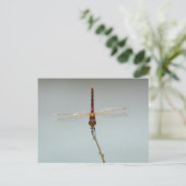 Vluchtelingentoevluchtsoord Fallon, rode dragonfly Briefkaart (Staand voorkant)