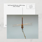 Vluchtelingentoevluchtsoord Fallon, rode dragonfly Briefkaart (Voorkant / Achterkant)