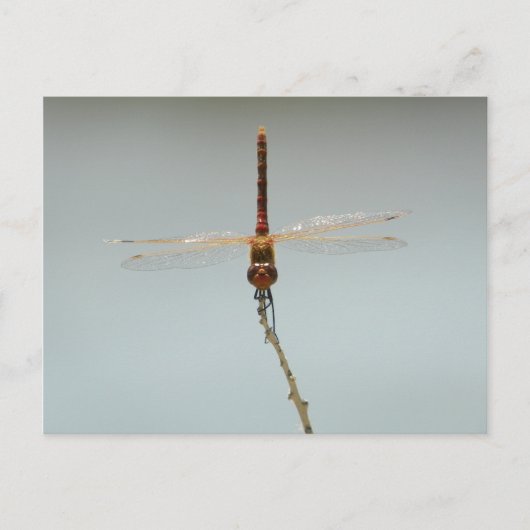 Vluchtelingentoevluchtsoord Fallon, rode dragonfly Briefkaart (Voorkant)