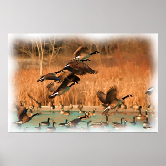 VLUCHTEN VAN FANCY AFDRUKTE POSTER (Voorkant)