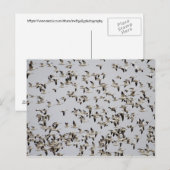 Vluchtkuil van ganzen briefkaart (Voorkant / Achterkant)