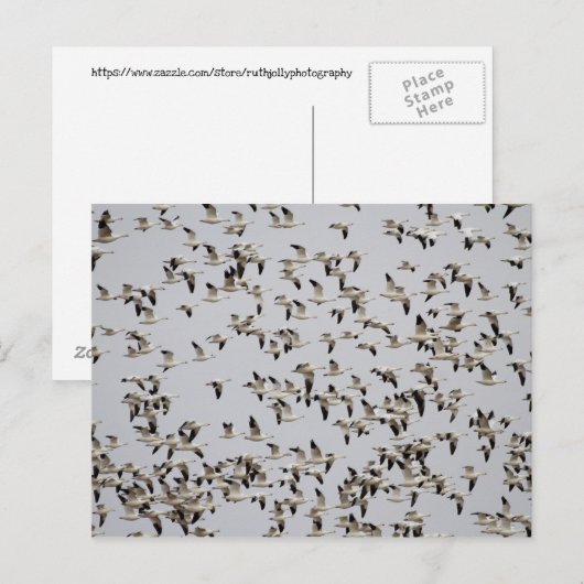 Vluchtkuil van ganzen briefkaart (Voorkant / Achterkant)