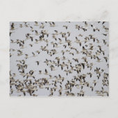 Vluchtkuil van ganzen briefkaart (Voorkant)