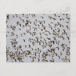 Vluchtkuil van ganzen briefkaart
