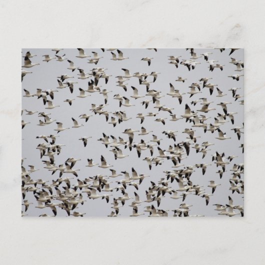 Vluchtkuil van ganzen briefkaart (Voorkant)