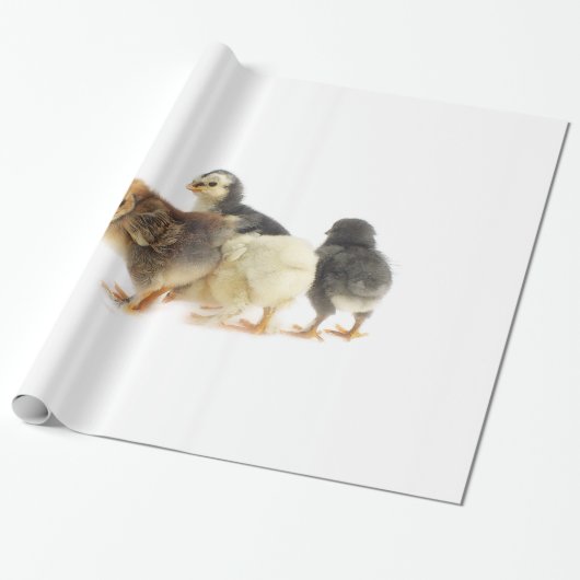 vochtkuikens cadeaupapier (Uitgerold)